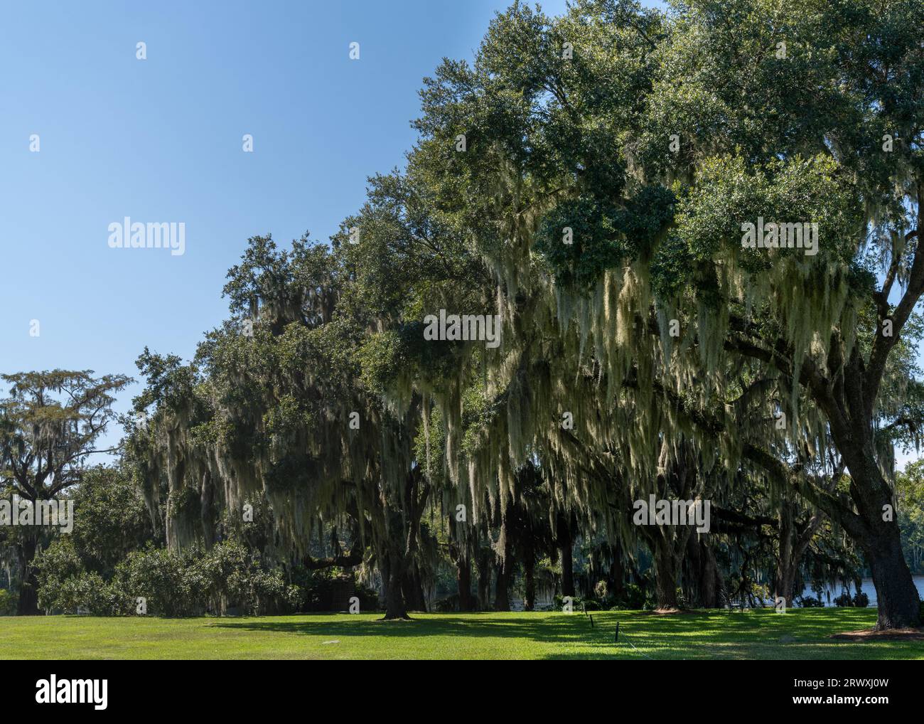 Landscape with live oak trees covered in Spanish Moss on the Waccamaw ...