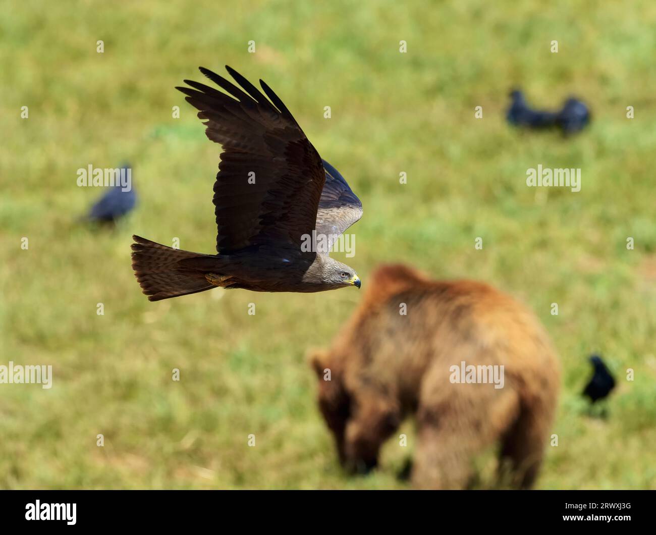 A close-up of a black kite flying, searching for food scraps in the bear enclosure of Cabarceno Natural Park. Milvus migrans. Stock Photo