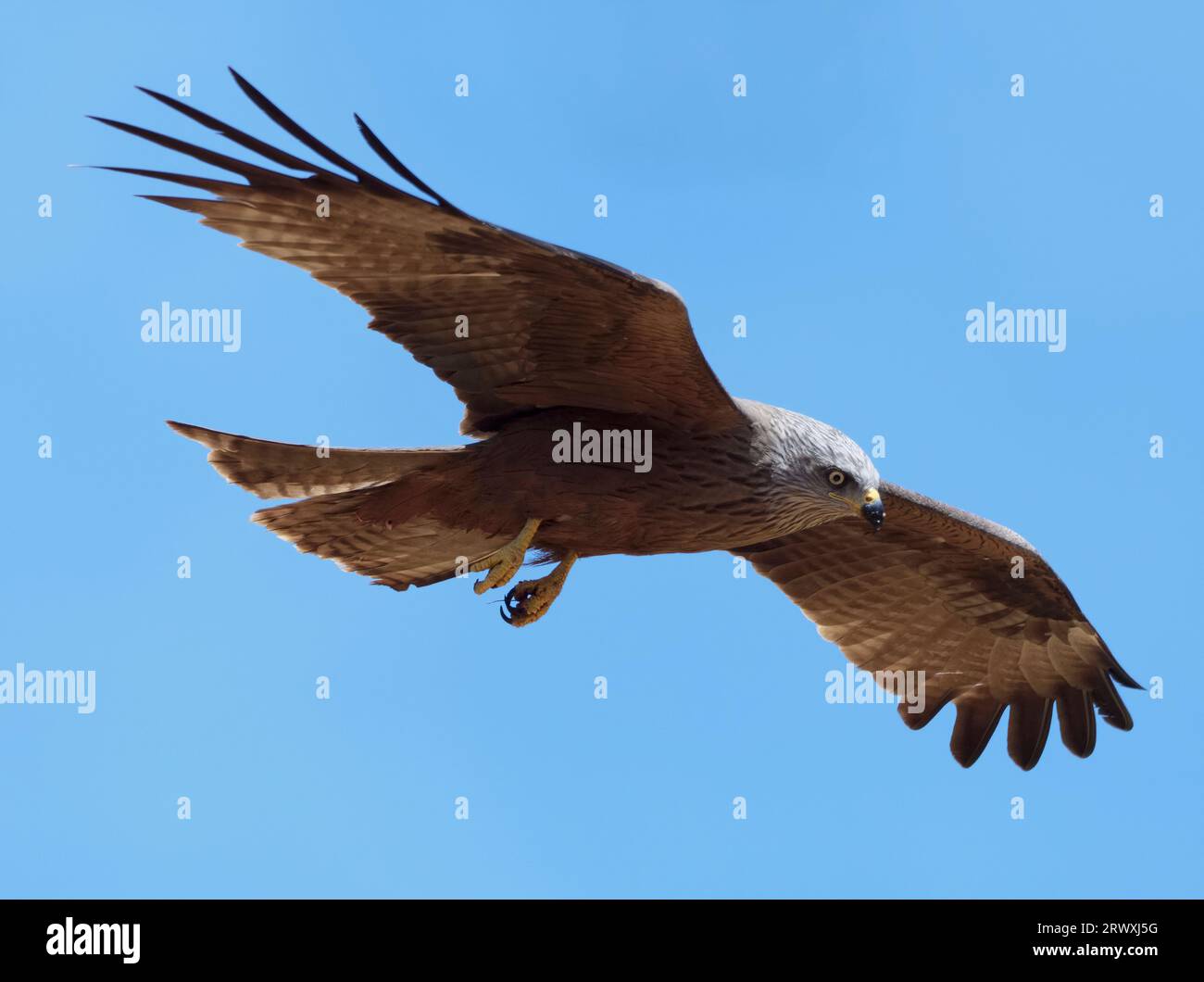 A closeup of a black kite flying over the blue sky. Milvus migrans. Stock Photo