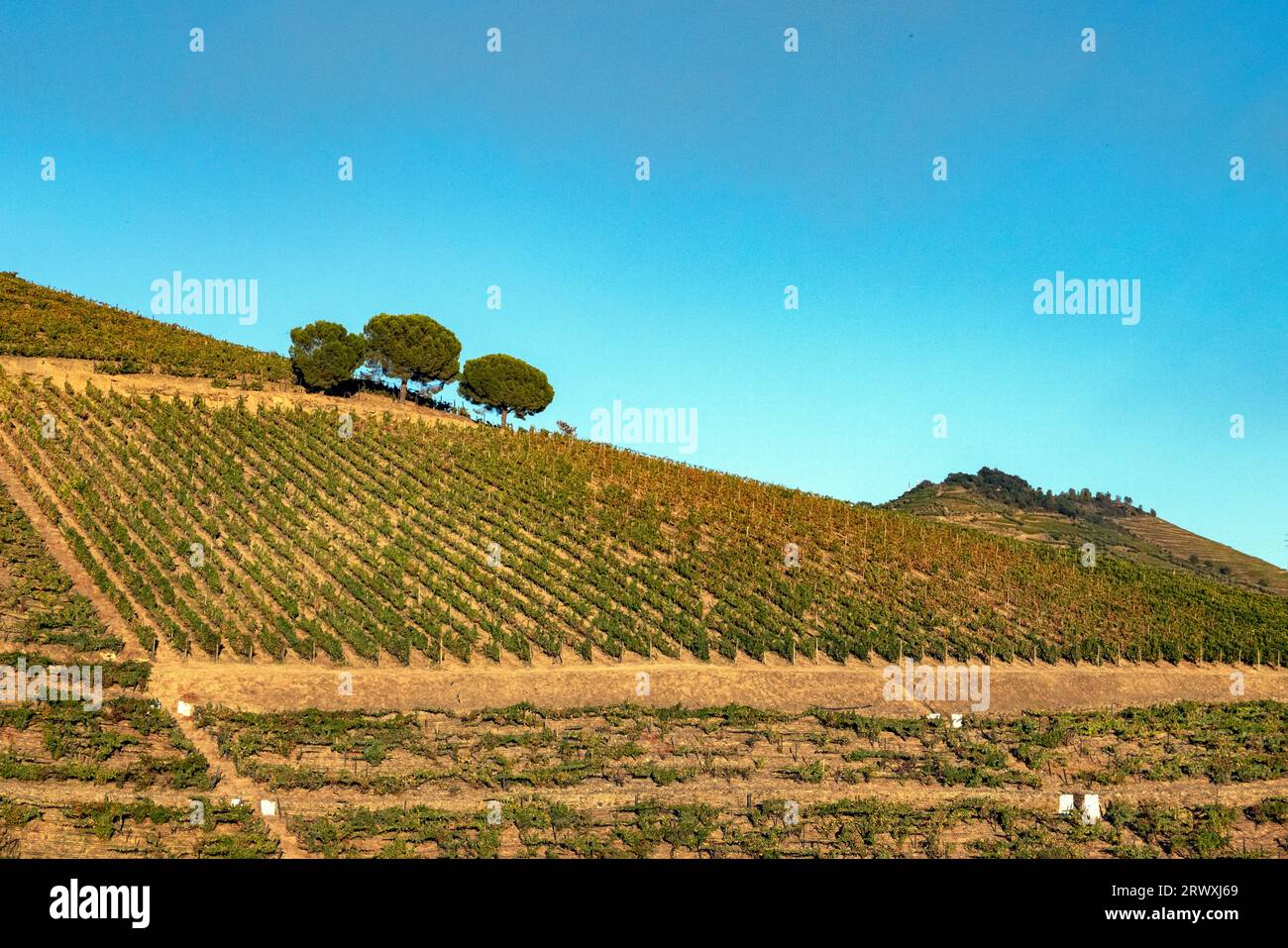 Hillside vineyard, Covas do Douro, Sabrosa, Portugal Stock Photo