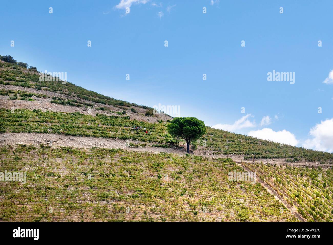 Hillside vineyard, Covas do Douro, Sabrosa, Portugal Stock Photo