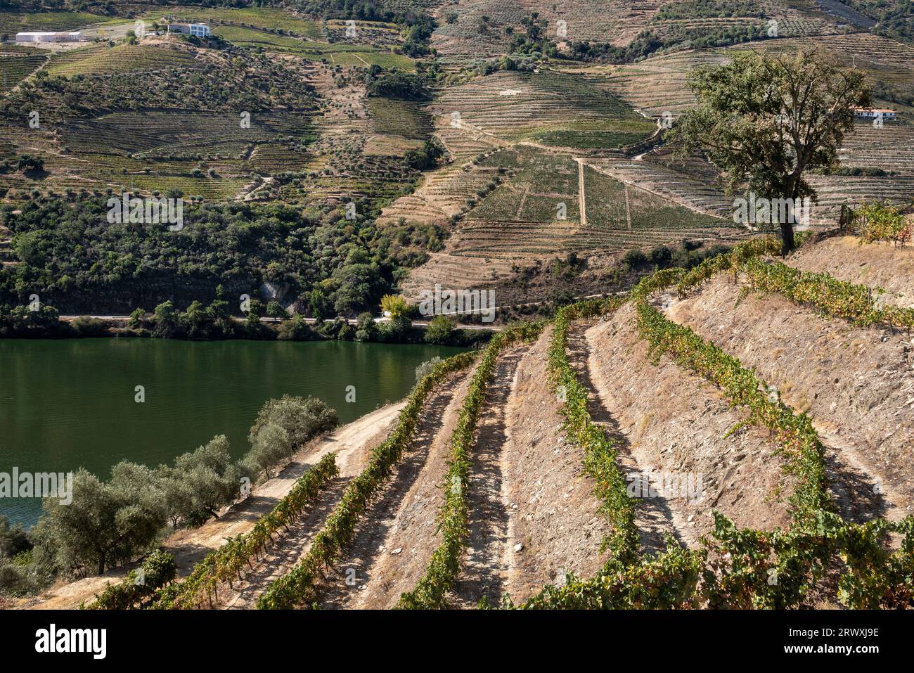 Hillside vineyards along Douro River, Covas do Douro, Sabrosa, Portugal Stock Photo
