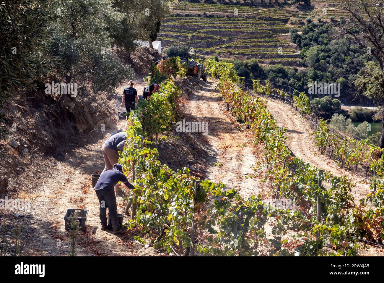 Workers harvesting grapes, Covas do Douro, Sabrosa, Portugal Stock Photo
