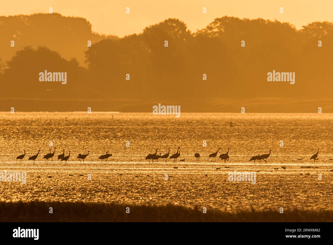 Flock of common cranes / Eurasian crane (Grus grus) group resting in shallow water in autumn / fall, Western Pomerania Lagoon Area NP, Germany Stock Photo