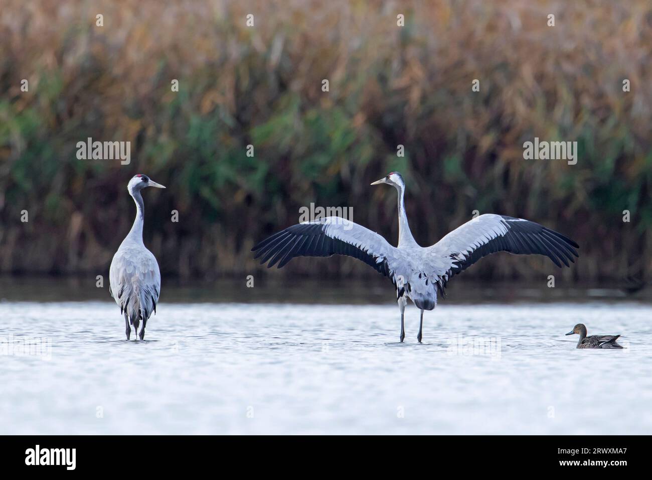 Two common cranes / Eurasian crane (Grus grus) pair resting in shallow water at roosting site in autumn / fall, Mecklenburg-Vorpommern, Germany Stock Photo
