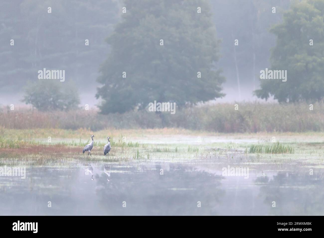 Two common cranes / Eurasian crane (Grus grus) pair resting in shallow water of pond in forest in the mist in autumn / fall, Saxony / Sachsen, Germany Stock Photo
