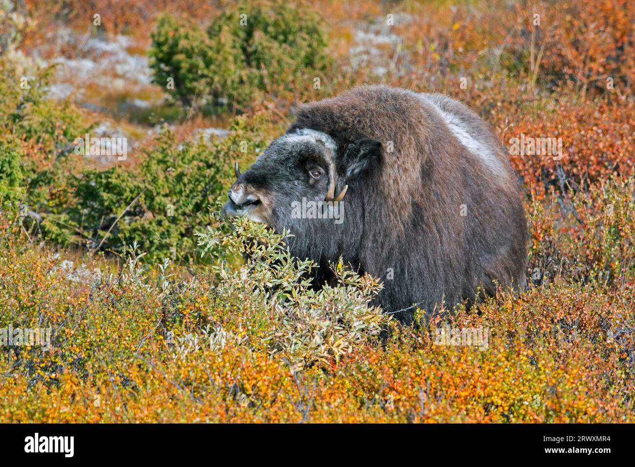 Muskox (Ovibos moschatus) eating willow leaves on the tundra in autumn / fall, Dovrefjell–Sunndalsfjella National Park, Norway Stock Photo