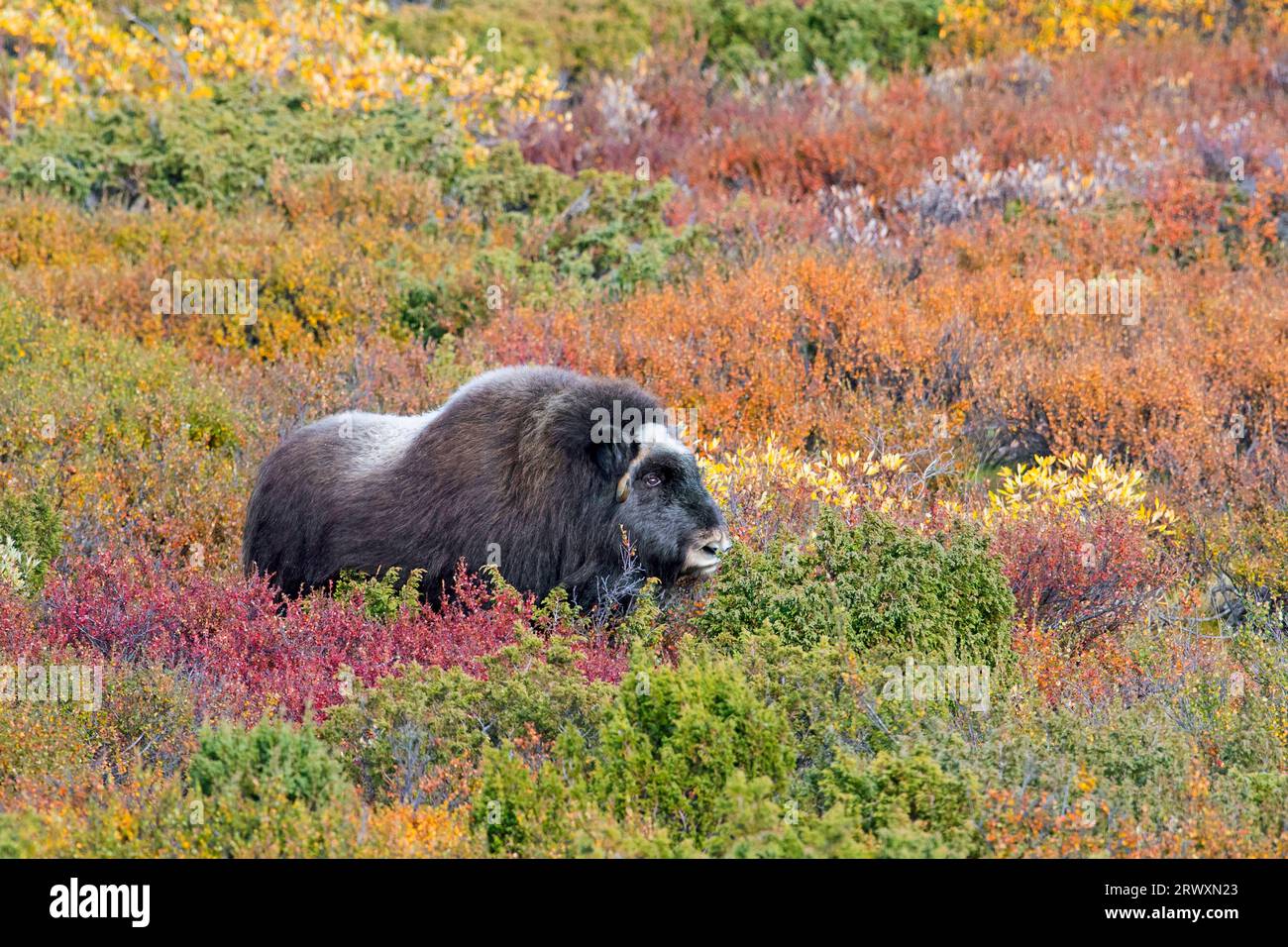 Muskox (Ovibos moschatus) solitary cow / female on the tundra in its autumn colours, Dovrefjell–Sunndalsfjella National Park, Norway Stock Photo