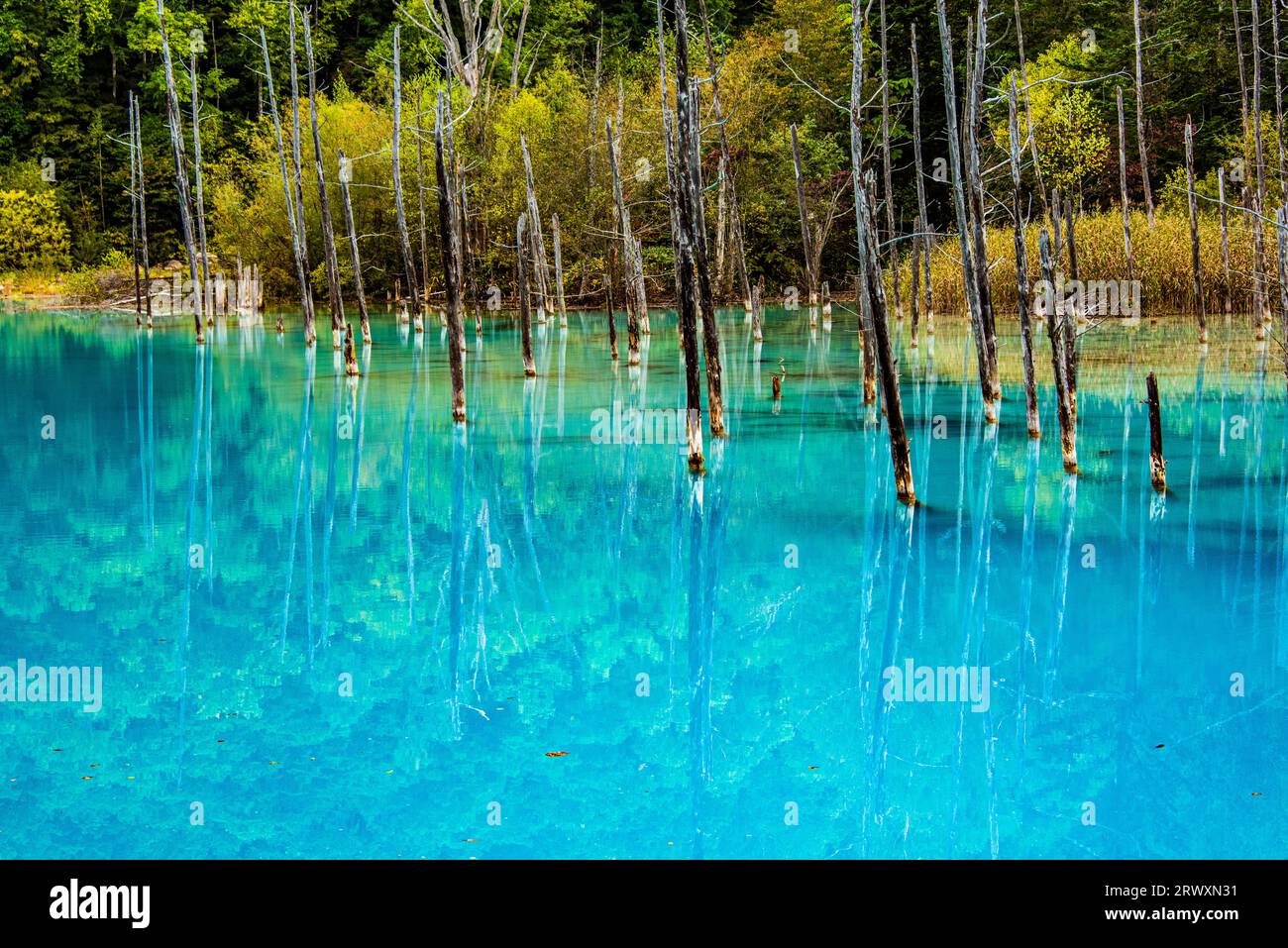 Biei-cho, Hokkaido: Shirogane Blue Pond and autumn forest Stock Photo