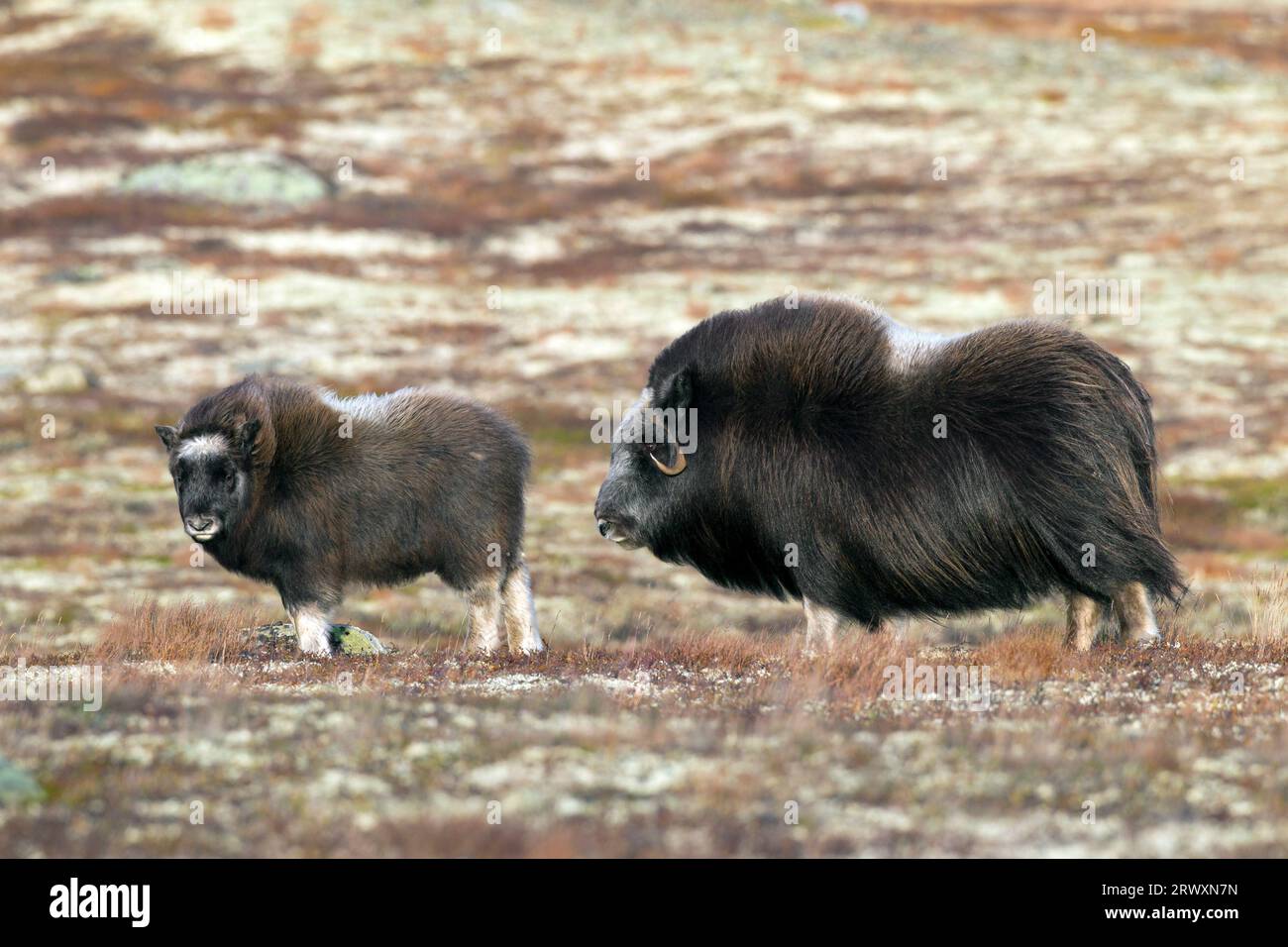 Muskox (Ovibos moschatus) cow / female with calf on the tundra in autumn, Dovrefjell–Sunndalsfjella National Park, Norway Stock Photo