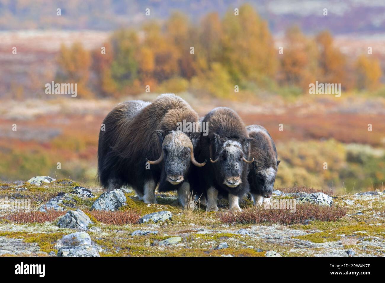 Muskox (Ovibos moschatus) bull and cow / female with calf on the tundra in autumn, Dovrefjell–Sunndalsfjella National Park, Norway Stock Photo