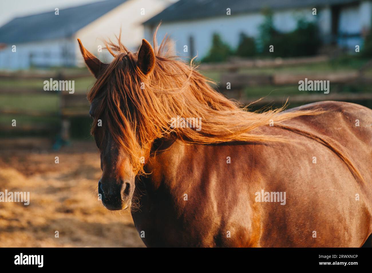 Close-up portrait of a working horse at sunset. Stock Photo
