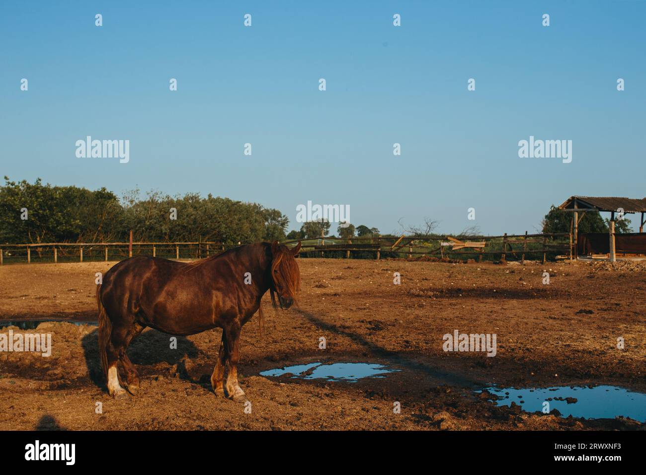 Portrait of a working horse at sunset. The horse rests in the stall after work. Stock Photo