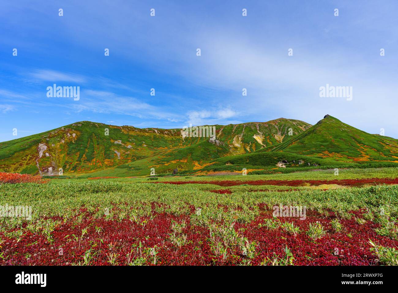 Blue sky, Susoai-daira Plateau, and red leaves of red-flowered camellia Stock Photo