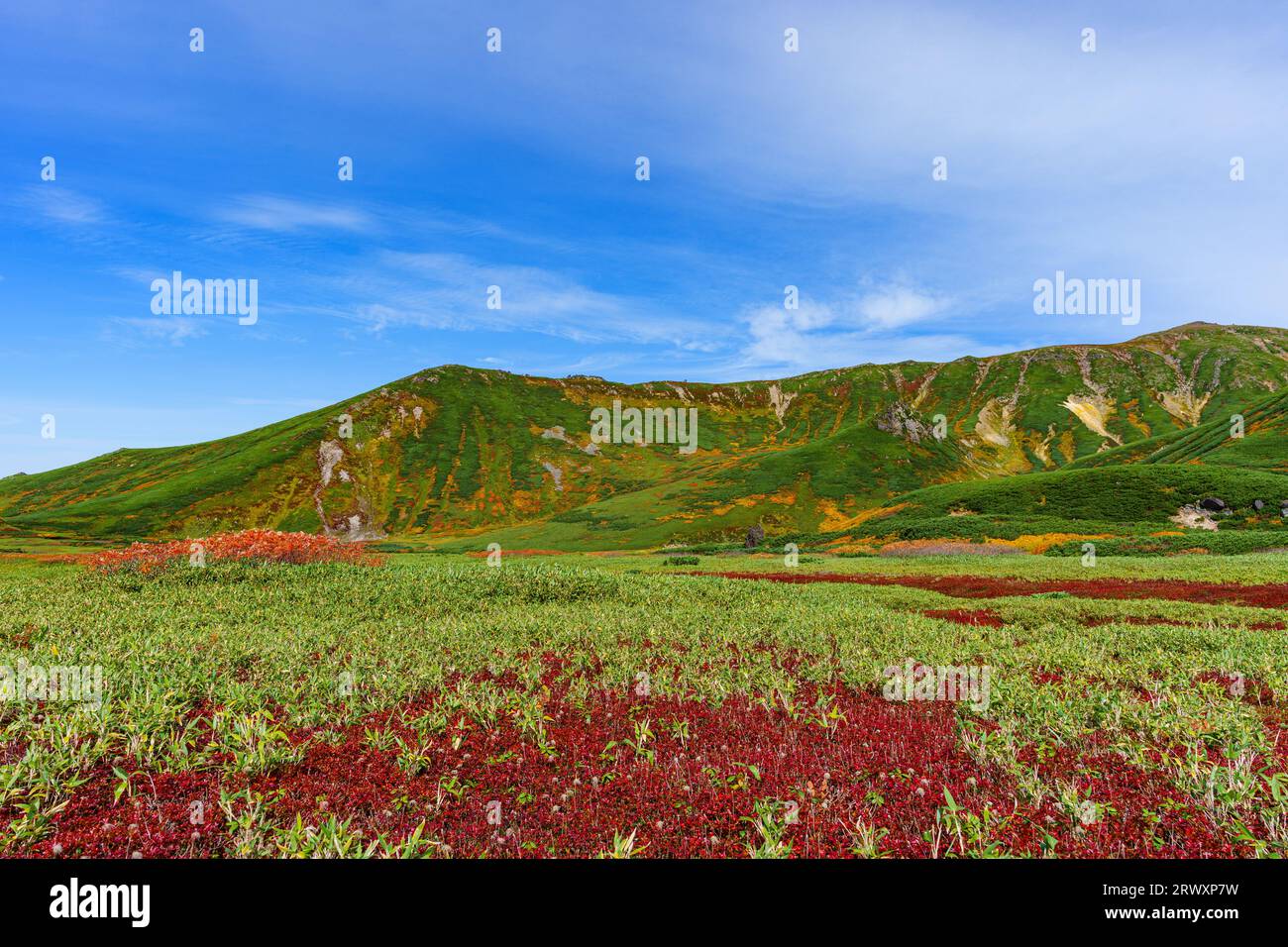 Blue sky, Susoai-daira Plateau, and red leaves of red-flowered camellia Stock Photo