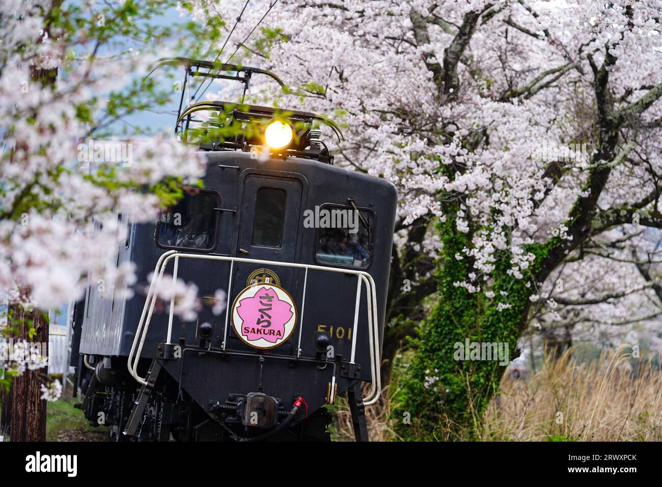 EL Sakura-go running through the rows of cherry trees in full bloom Stock Photo