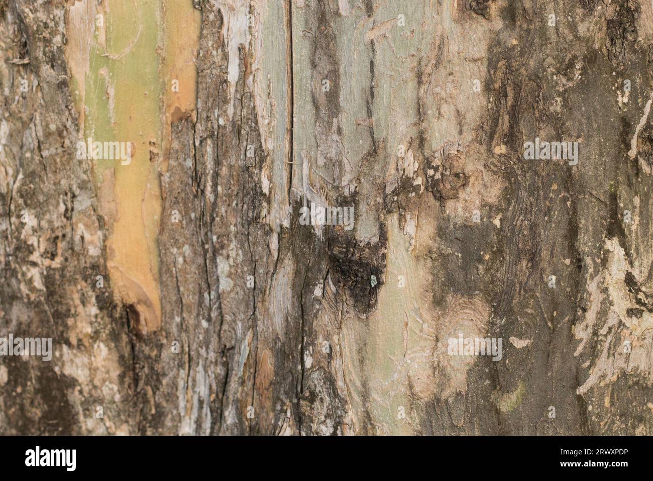 Realistic Tree bark background texture, Seamless texture from tree Stock Photo