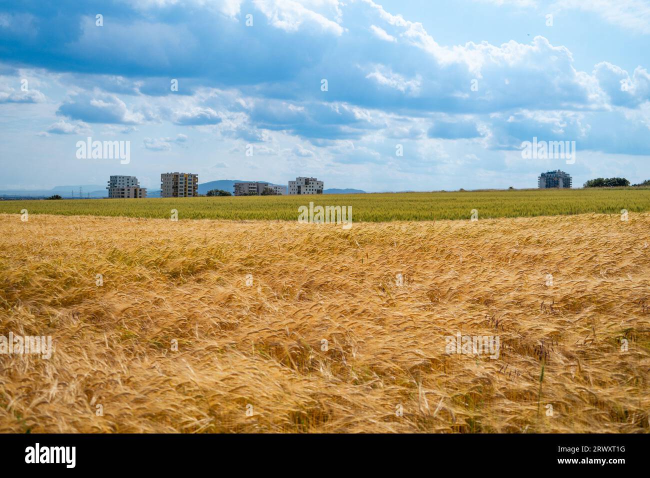 Low angle shallow depth of view of golden wheat in summer against cloudy sky and apartment buildings Stock Photo