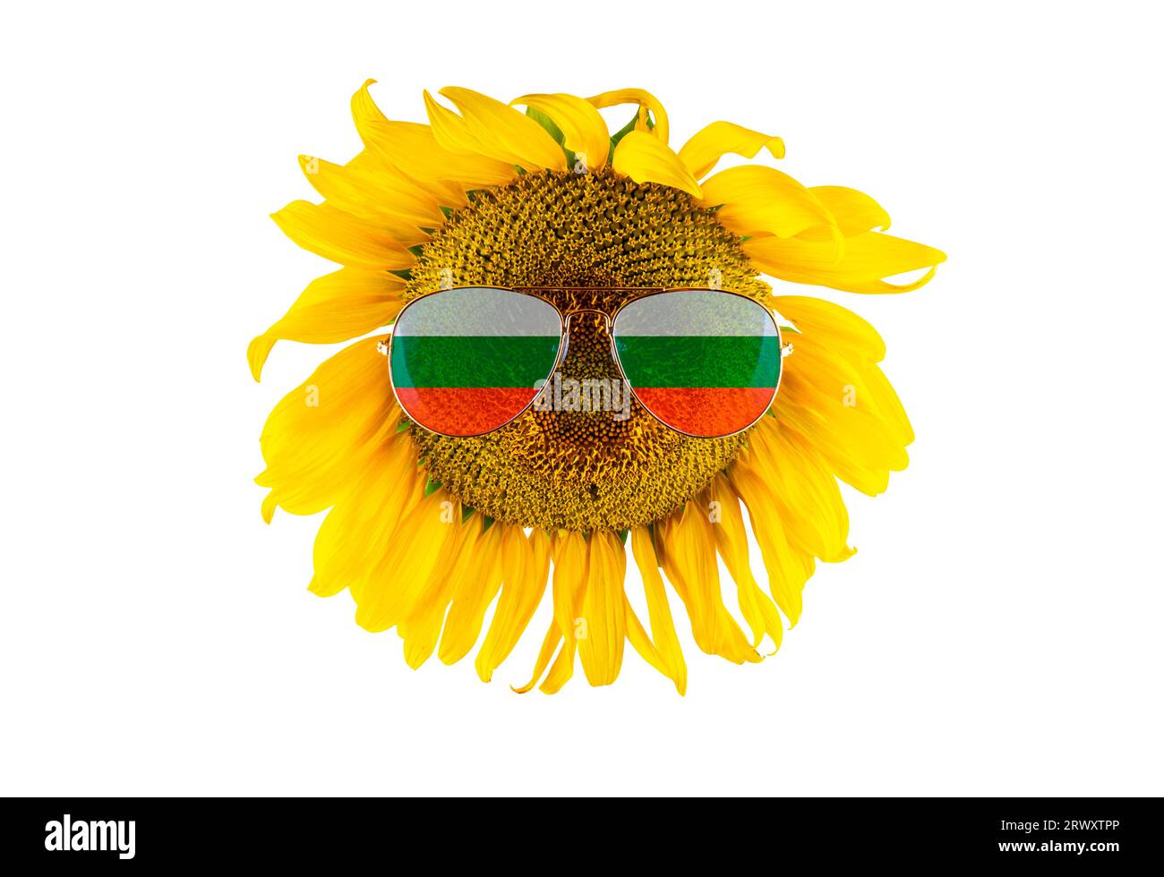 Sunflower in glasses in form of flag of Bulgaria (closeup), isolated
