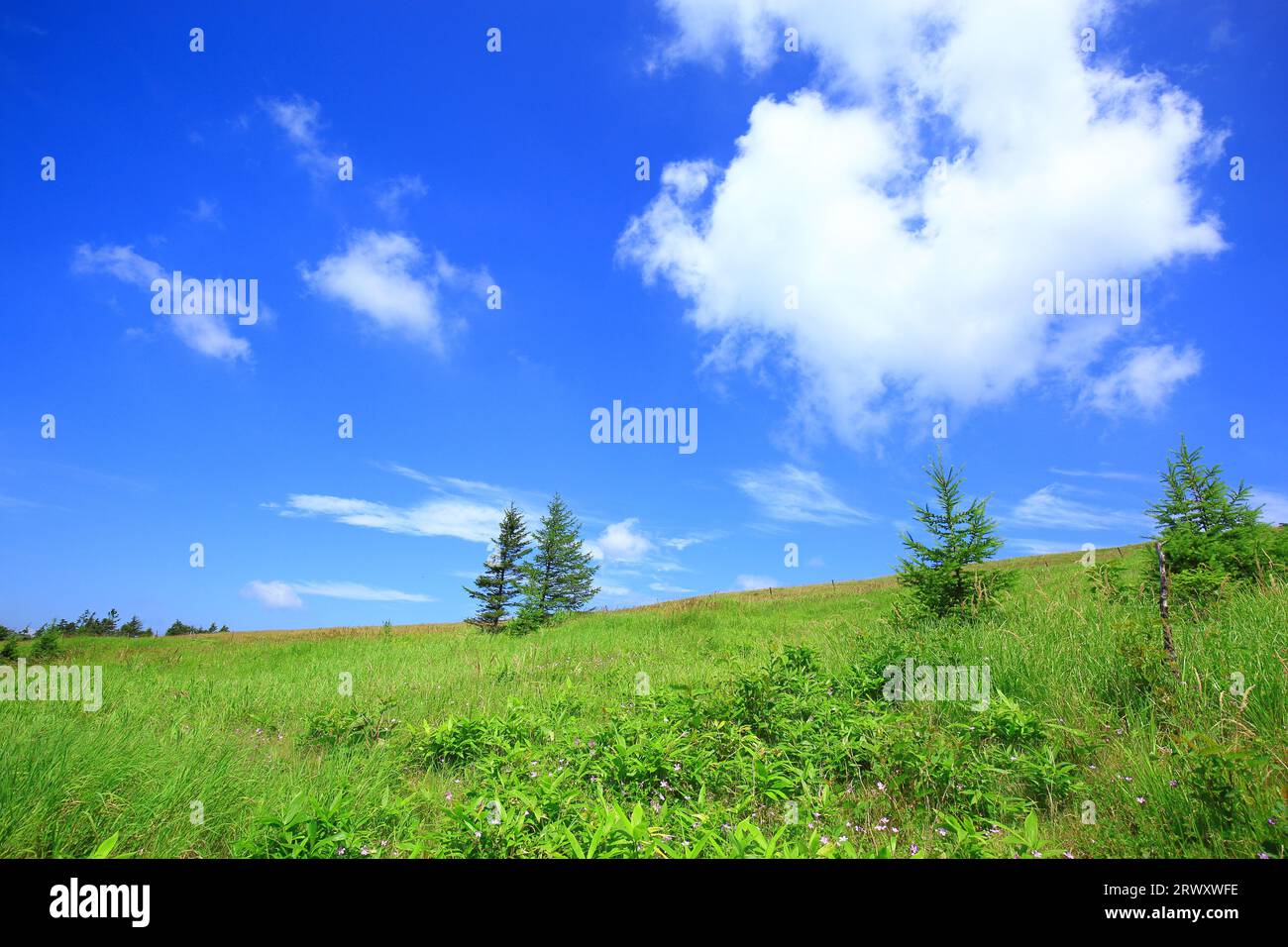 Clouds in summer sky hi-res stock photography and images - Alamy