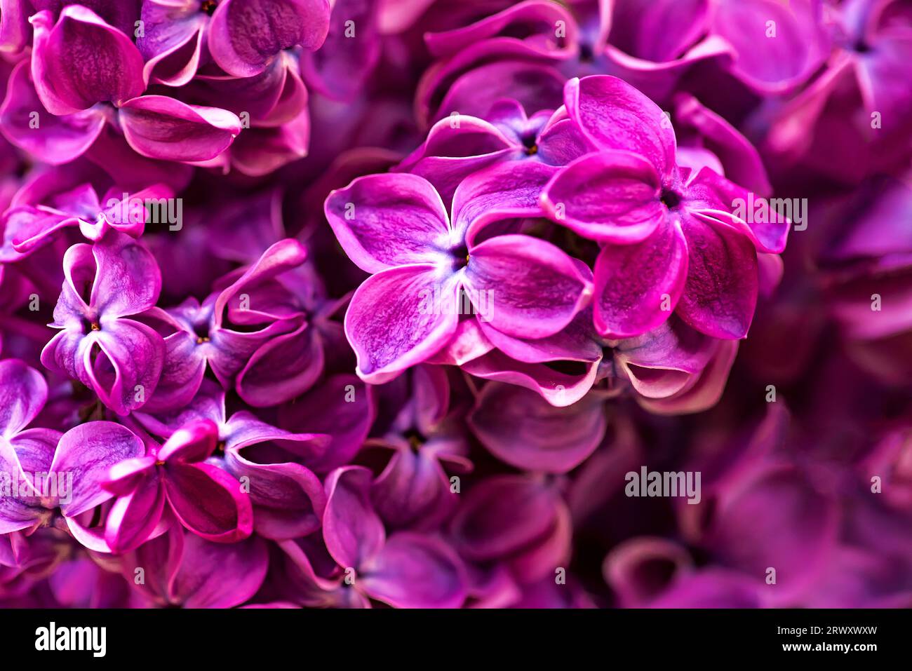 Beautiful background of lilac velvet. Stock Photo