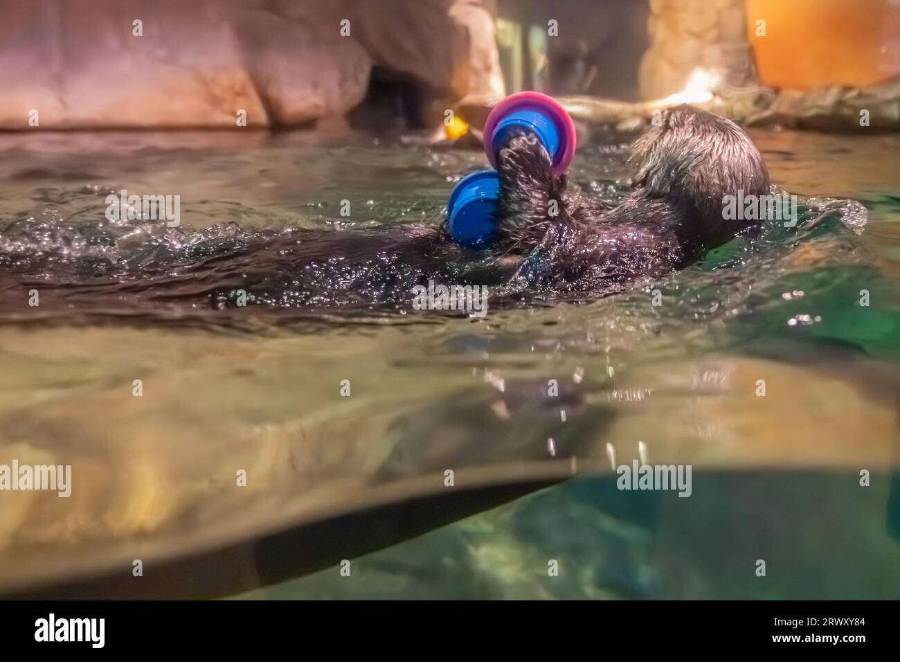 Southern sea otter (Enhydra lutris nereis) swimming with toys at the Georgia Aquarium in downtown Atlanta, Georgia. (USA) Stock Photo