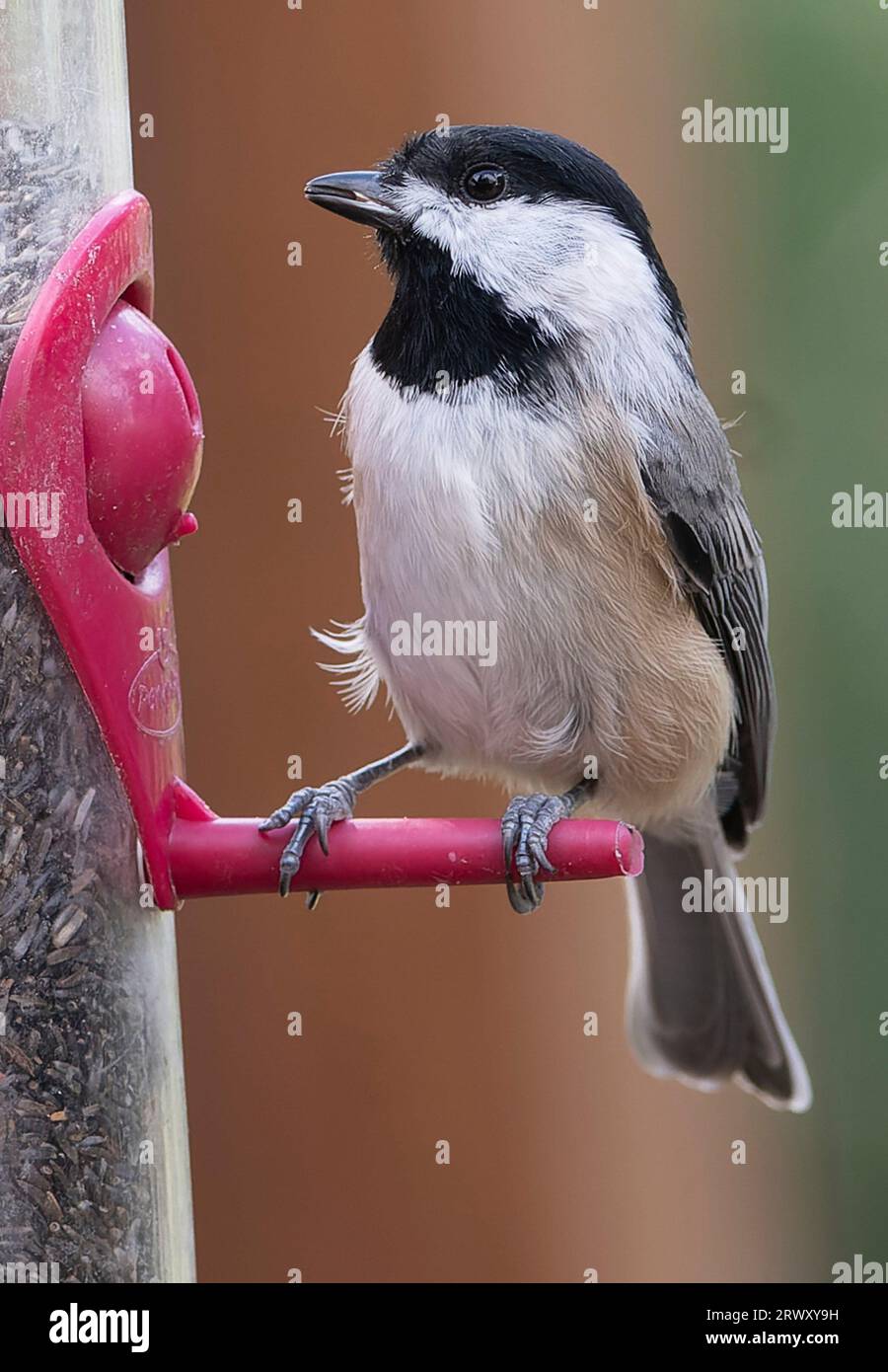 Black Capped Chickadee on the bird feeder Stock Photo - Alamy