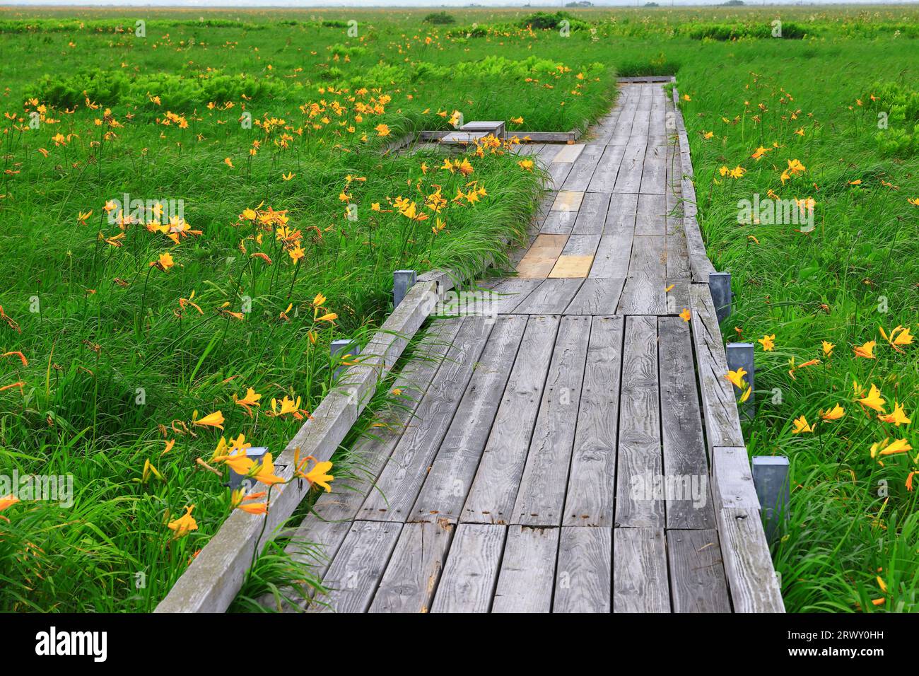 Sarobetsu Primeval Flower Garden, Hokkaido Stock Photo