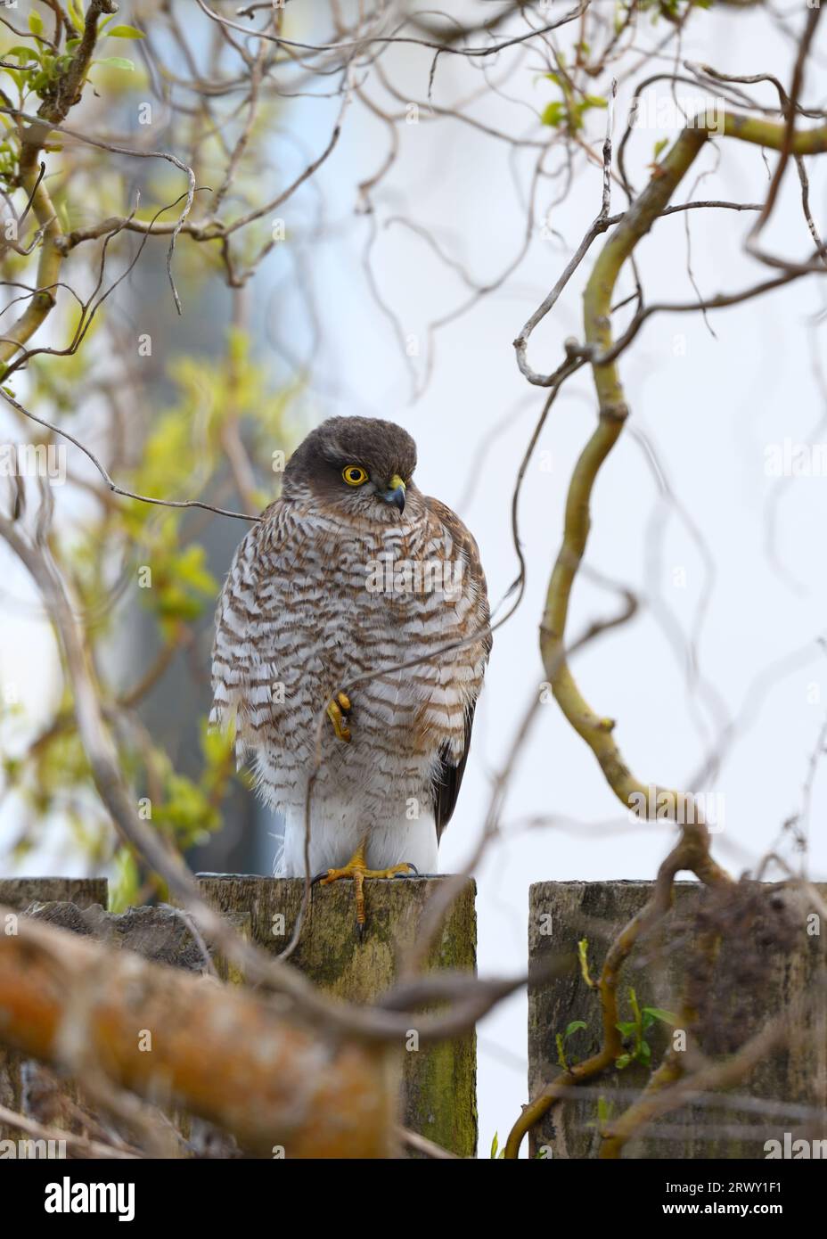 A male Eurasian Sparrow hawk (Accipiter nisus) perched on a garden fence camouflaged under branches of a tree in Glasgow, Scotland. Stock Photo