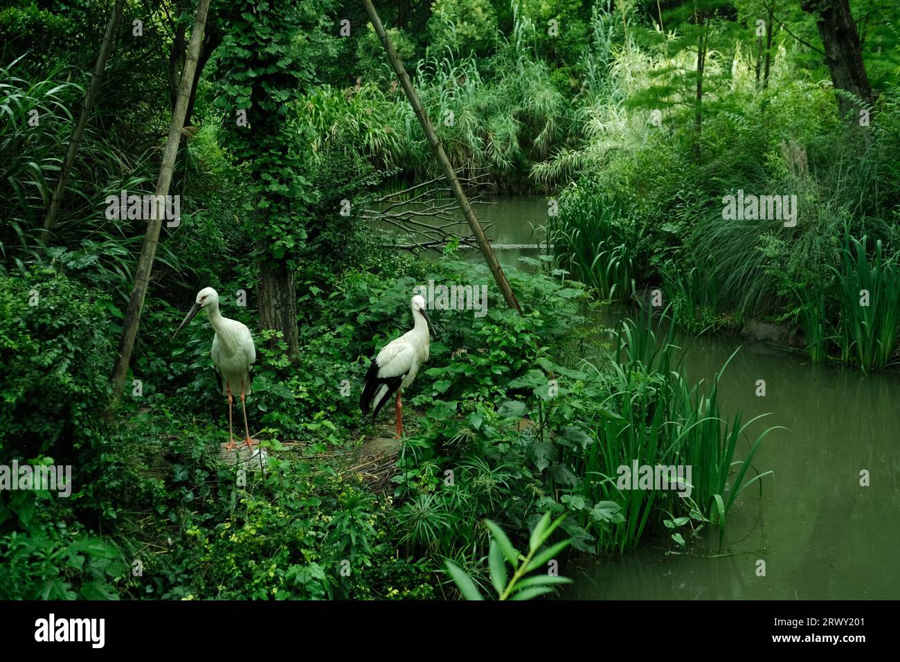 The cranes in Shanghai Zoo in a lush green environment near a pond Stock Photo