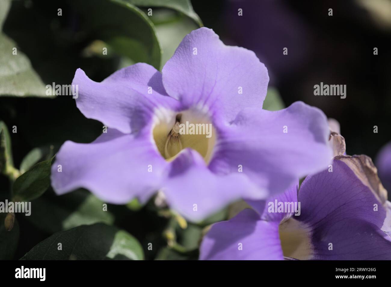 Flowers of Thunbergia grandiflora, blue skyflower, natural macro floral background Stock Photo