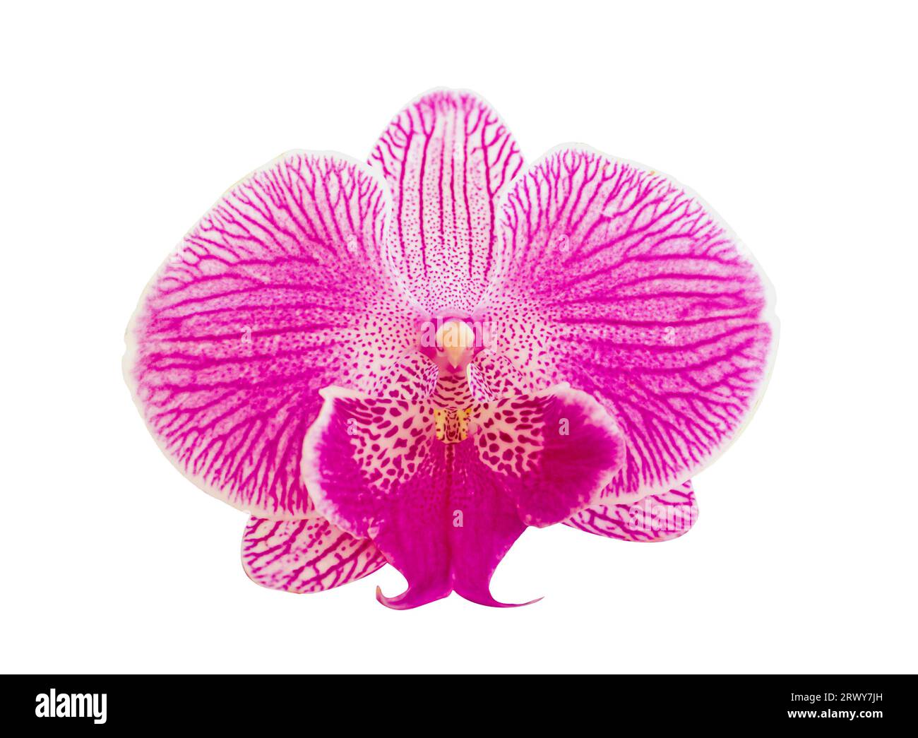 Beautiful Pink with orchid flower with big petals with stripes isolated on white background. Pink Doritaenopsis flowers close-up photo isolated on whi Stock Photo