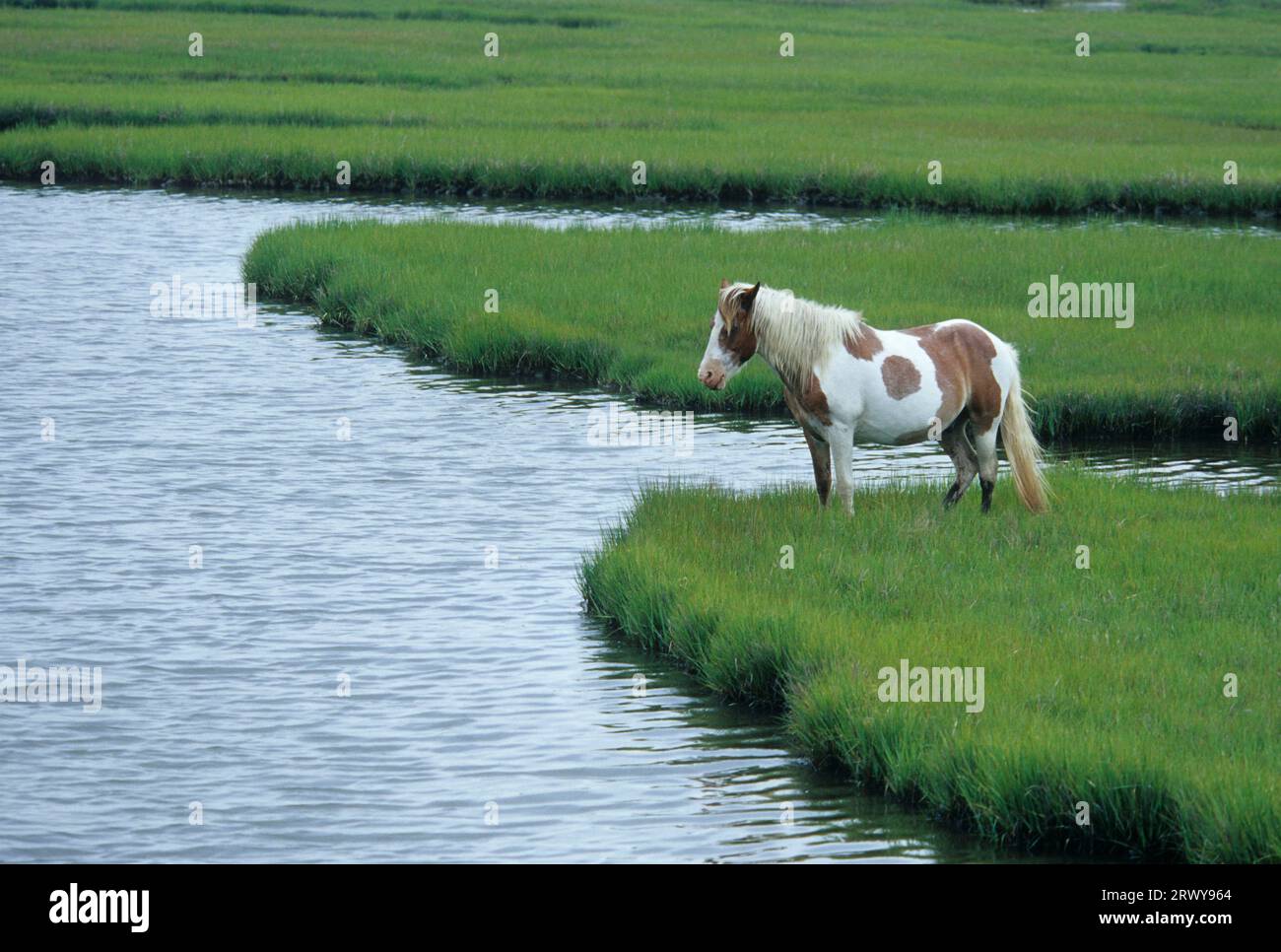 Assateague pony, Assateague National Seashore, Maryland Stock Photo
