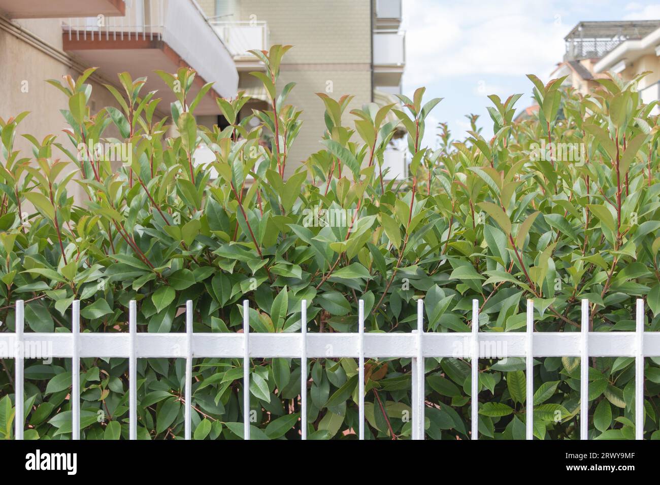 White fence with green bush of Photinia glabra in front of a modern building. Selective focus. Stock Photo