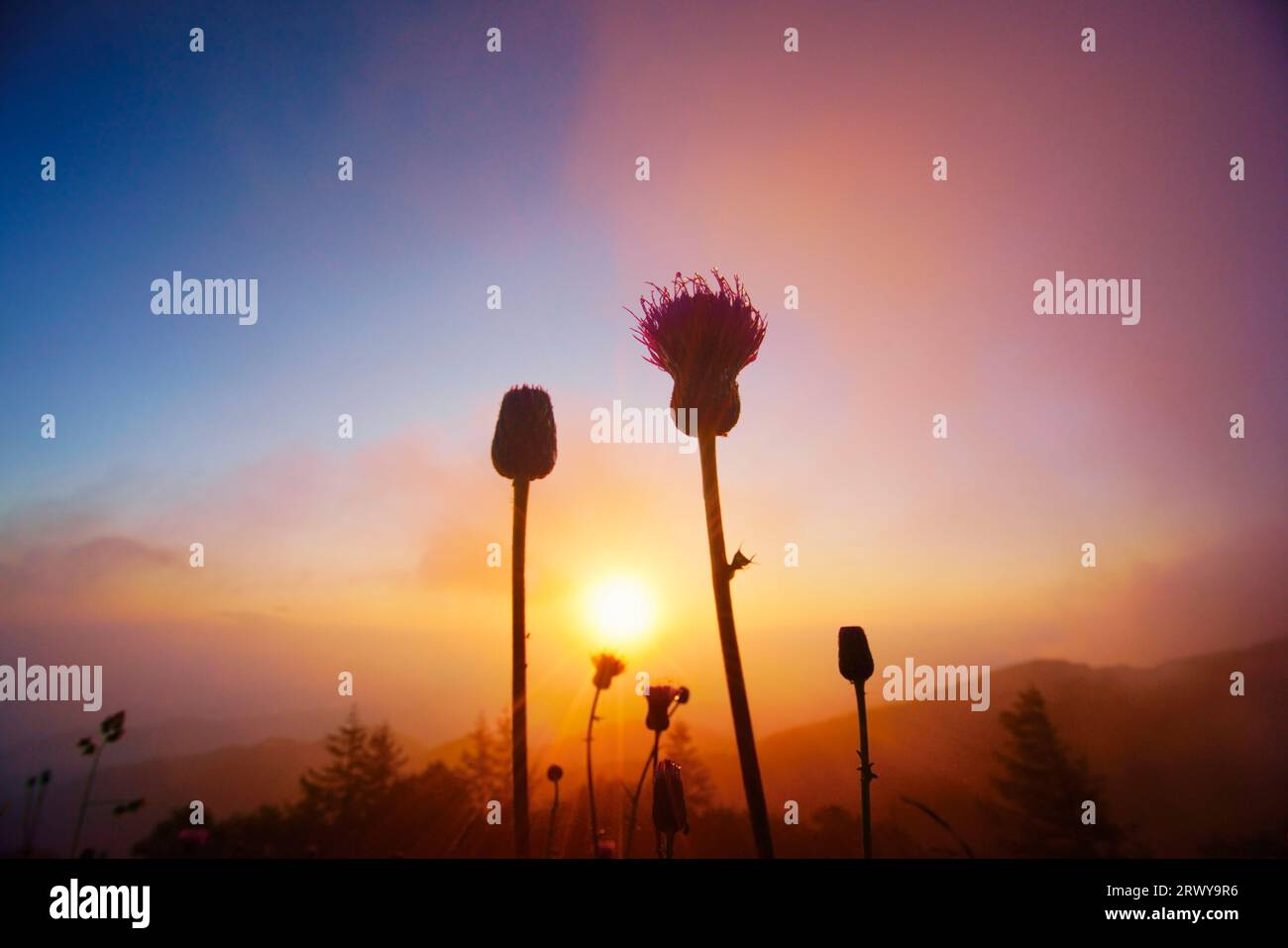 A close-up of a thistle, the morning sun and the mountains in the direction of Saku Stock Photo