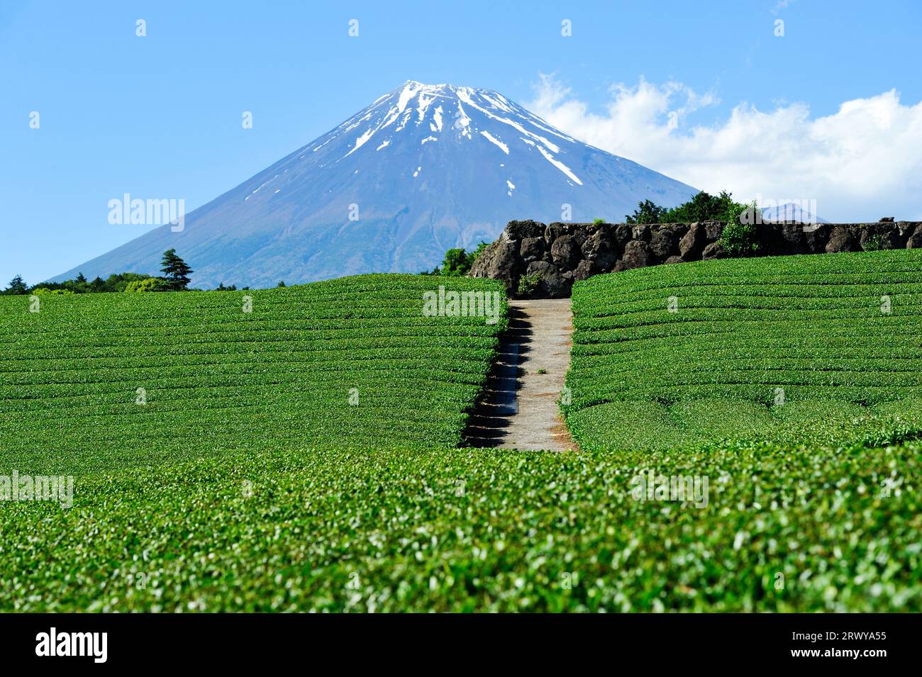 Tea fields and Mt. Fuji seen from Imamiya, Fuji City Stock Photo