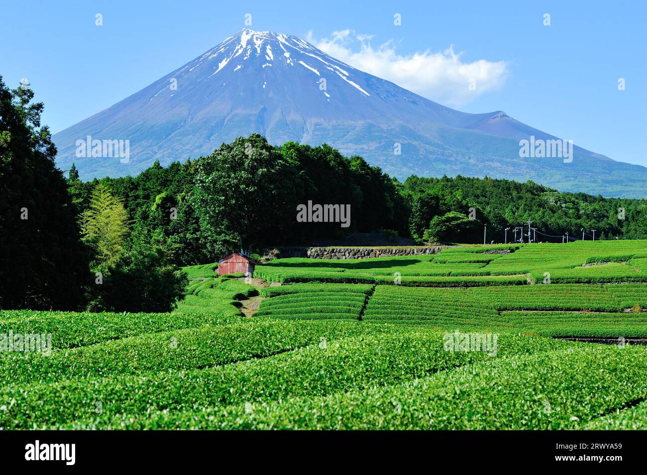 Tea field and Mt. Fuji seen from Obuchi Sasaba in Fuji City Stock Photo