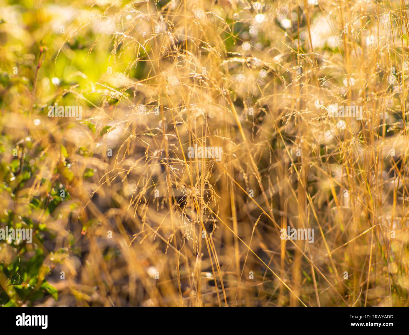 Selective focus of wild grass flower in forest, Deschampsia cespitosa. Overgrown field in the countryside. Tall dry stalks, flowers and plants in the Stock Photo