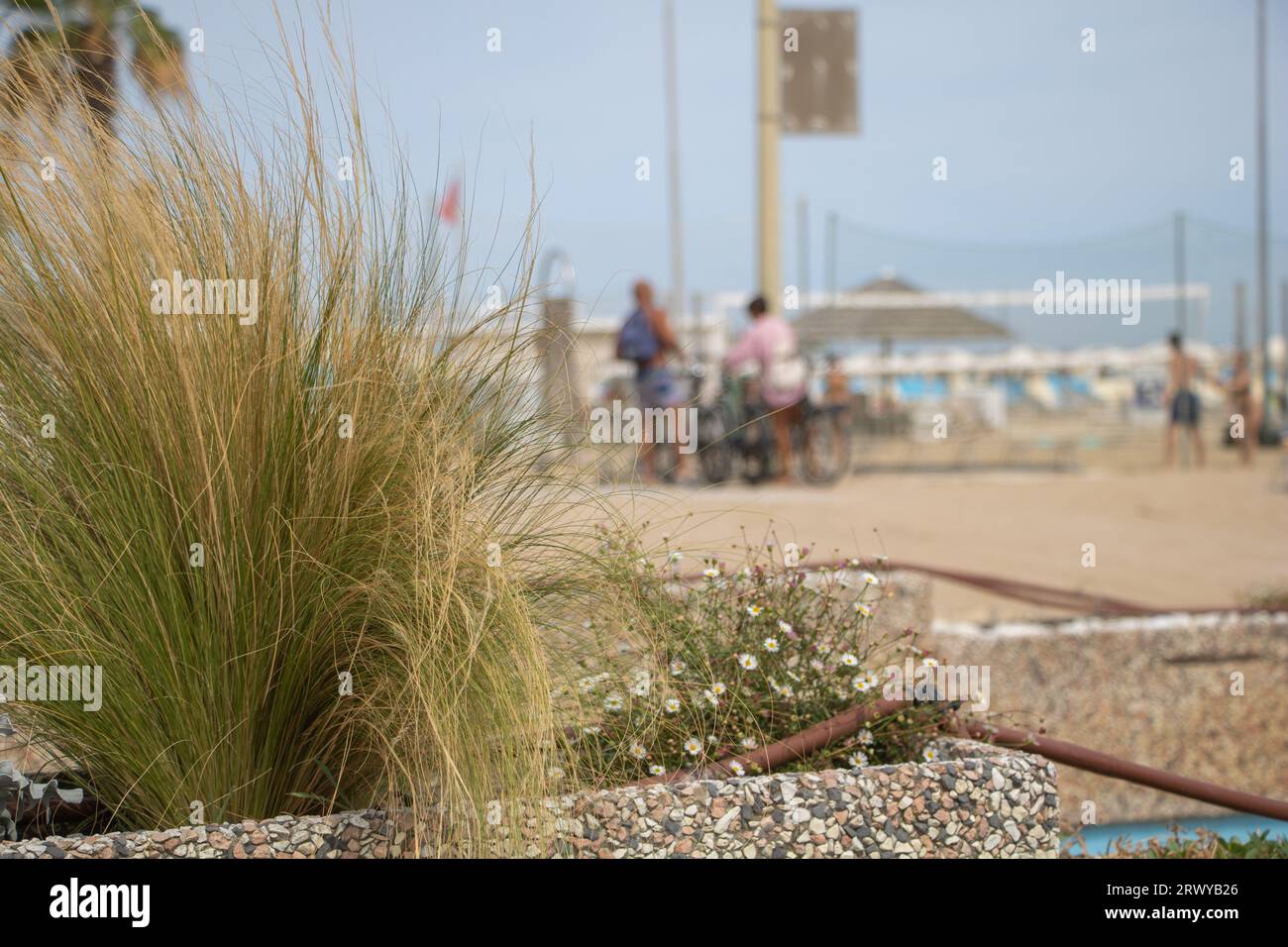 Graceful Nassella tenuissima: A Beachfront Beauty - Selective focus. Stock Photo