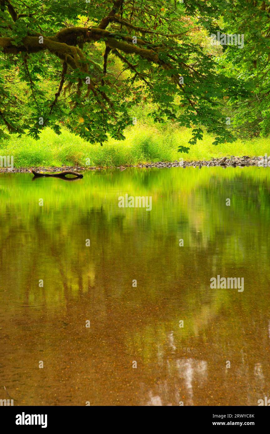 North fork alsea river hi-res stock photography and images - Alamy