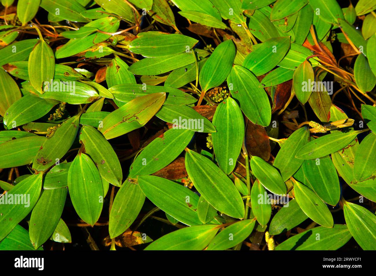 American Pondweed (Potamogeton nodosus) on Beaver Creek, Brian Booth State Park, Oregon Stock Photo