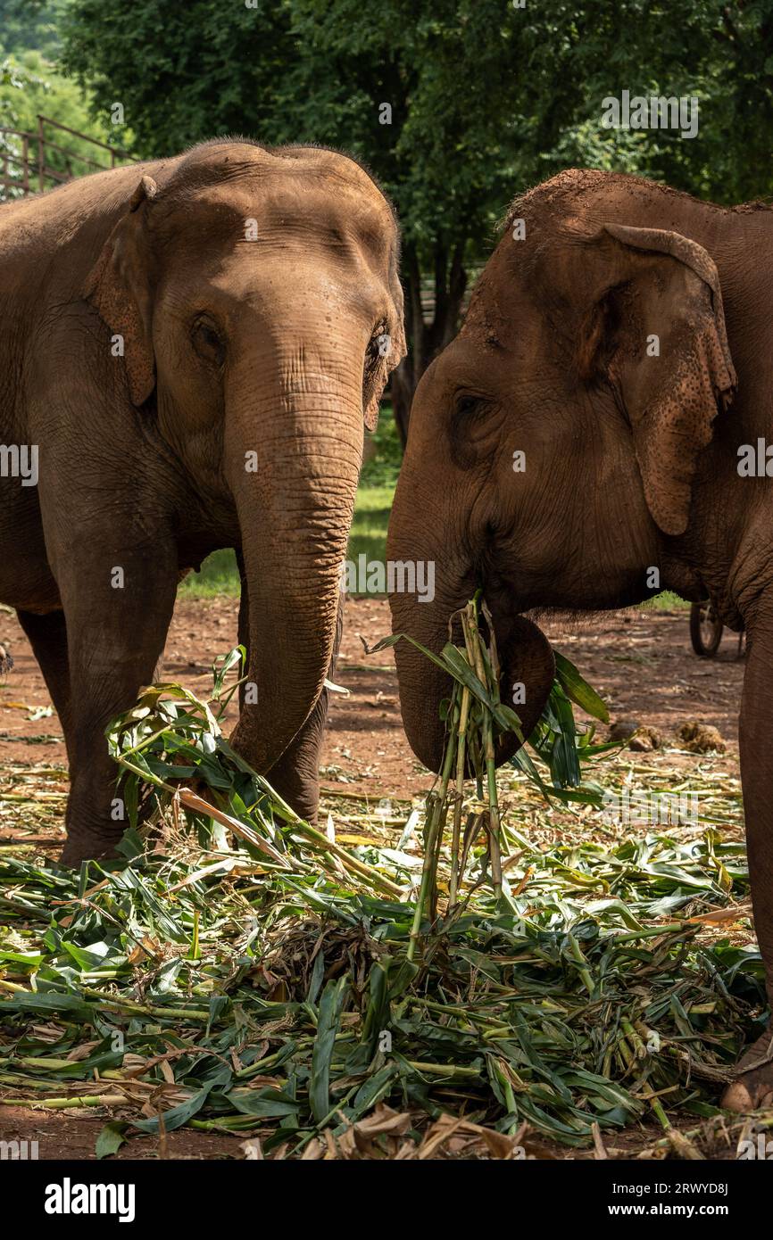 Thai elephants are seen eating corn leaves in the early morning, at the