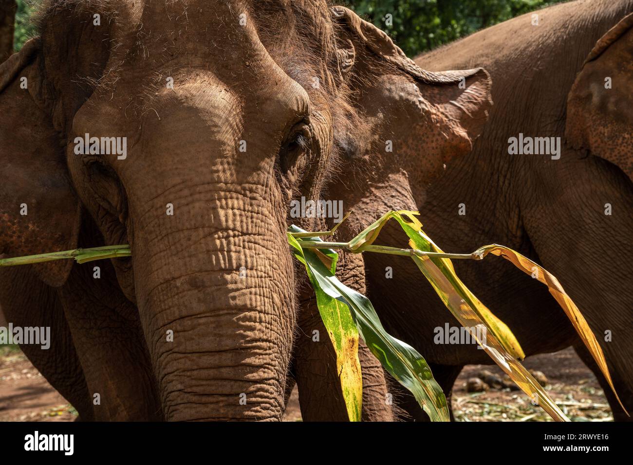 An elephant is seen with a corn leave in her mouth, at the Elephant