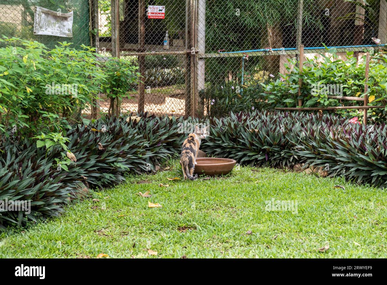 A Rescue Cat Is Seen Drinking Water In The Garden Of The Cat Kingdom selworthy-school-on-twitter-a-fantastic-first-visit-to-stgilesrescue