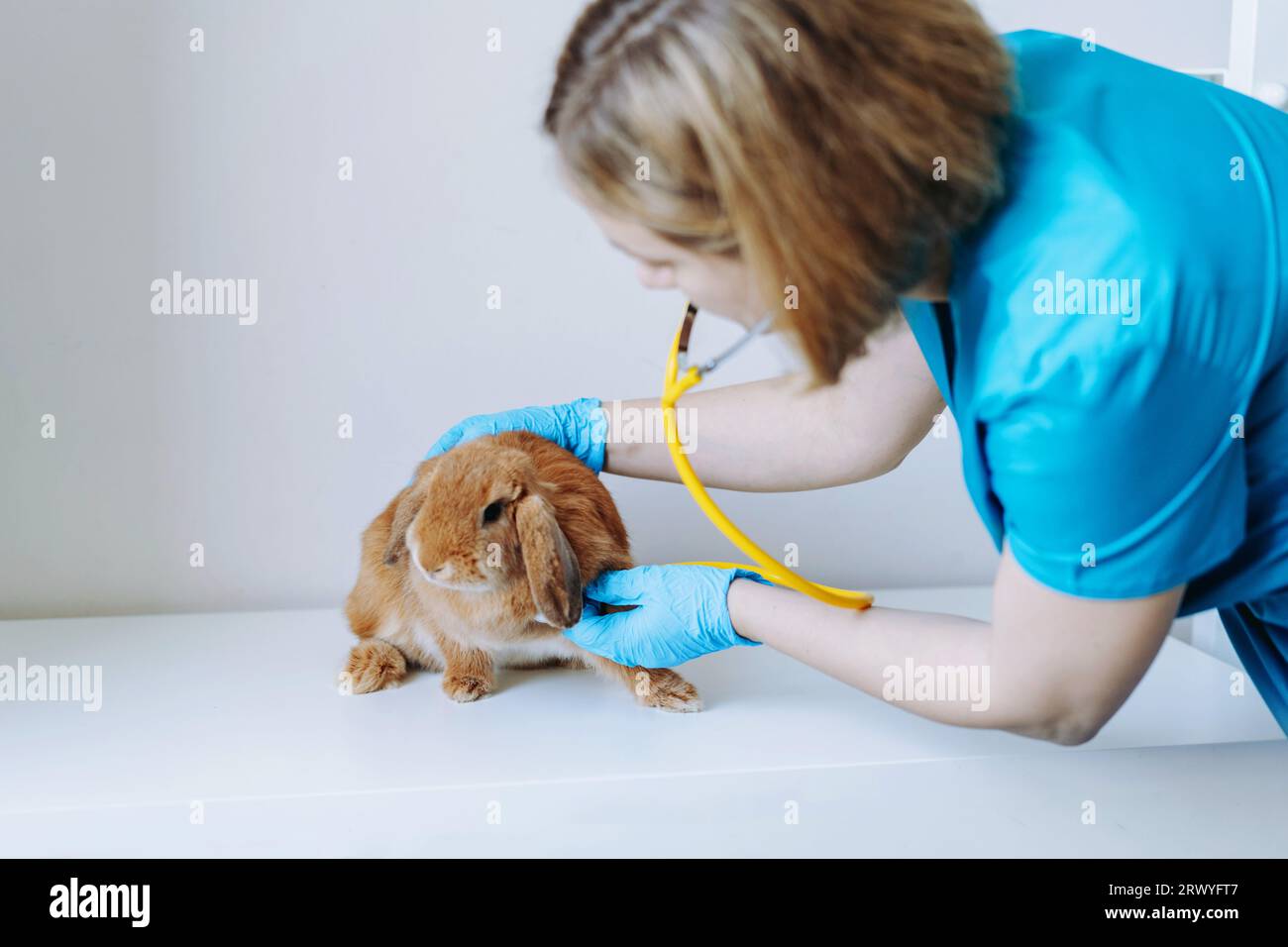young caucasian female veterinarian examining red rabit. Image with selective focus Stock Photo