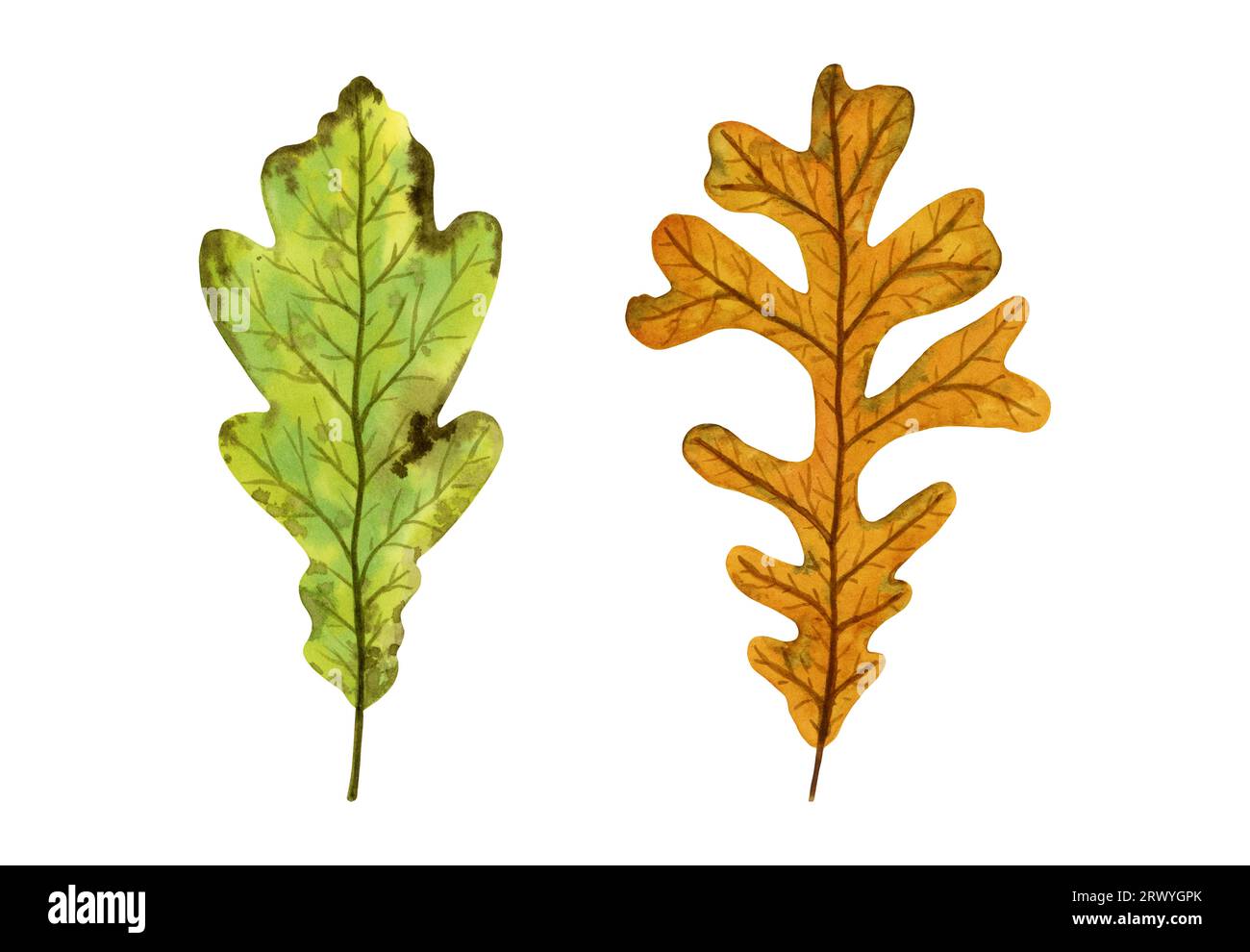 Oak leaf set hi-res stock photography and images - Alamy