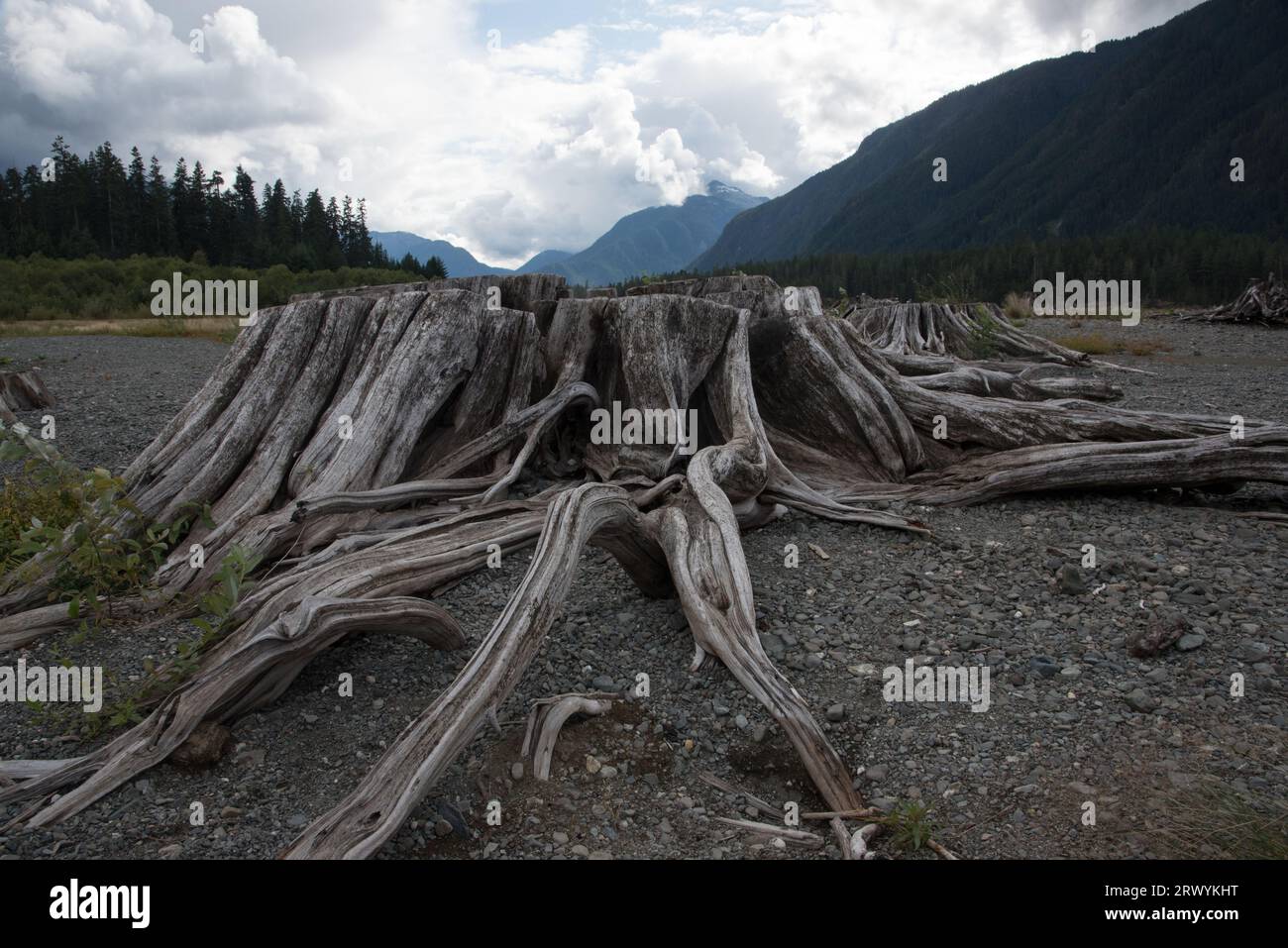 Tree stumps are covering the shores of Buttle Lake in Strathcona  Provincial Park on Vancouver Island in Canada. Stock Photo