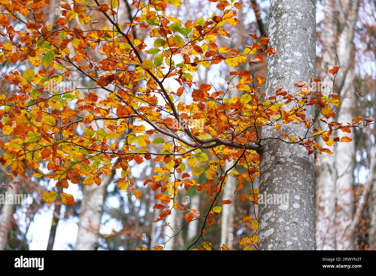 autumn time, colorful fall, colorful beech trees, Fagus sylvatica Stock Photo