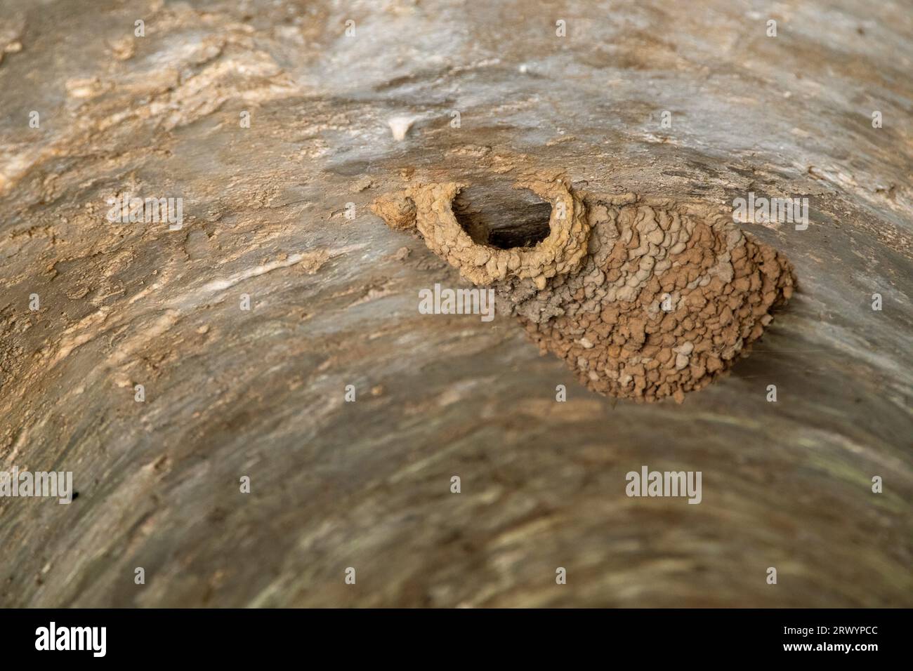 red-rumped swallow (Hirundo daurica, Cecropis daurica), nest in a tunnel under a street, Spain, Sierra de Andujar National Park Stock Photo