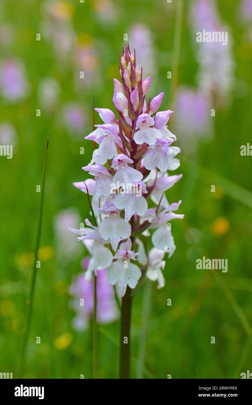 Dactylorhiza fuchsii (all from Mt. Javor, SW Serbia, 15.06.2013